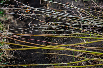 A row of seedlings in black plastic containers with one of them being planted in the ground. A small tree is being planted in a pile of soil