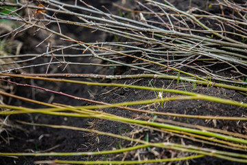 A row of seedlings in black plastic containers with one of them being planted in the ground. A small tree is being planted in a pile of soil