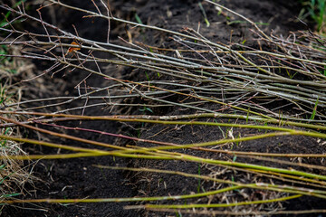 A row of seedlings in black plastic containers with one of them being planted in the ground. A small tree is being planted in a pile of soil