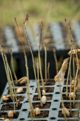 A row of seedlings in black plastic containers with one of them being planted in the ground. A small tree is being planted in a pile of soil