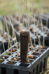 A row of seedlings in black plastic containers with one of them being planted in the ground. A small tree is being planted in a pile of soil
