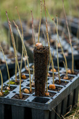 A row of seedlings in black plastic containers with one of them being planted in the ground. A small tree is being planted in a pile of soil