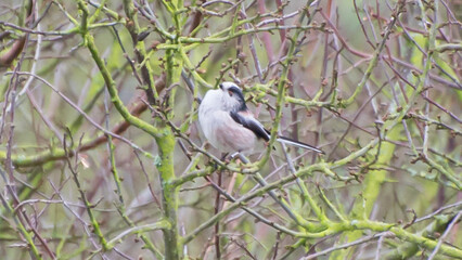 Long-tailed tit, Slimbridge, England