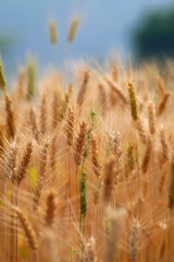 Barley Rice Plants in nature Background.