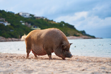 A pig walks and swims in the sea on an exotic beach