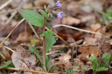 spotted Lungwort in old Foliage