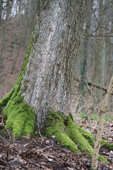 Hepatica on the Tree trunk