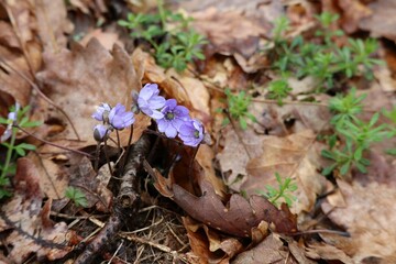 wet Liverworts