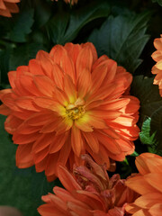 orange chrysanthemum flower