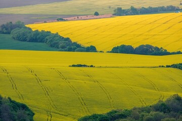Agricultural landscape, fields of yellow colza and green grain under moody sunlight aerial view. Soil cultivation process. Farm life. Countryside landscape.