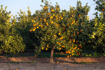 Orange trees in a citrus garden. Citrus sinensis Citrus harvest in Israel. Winter.