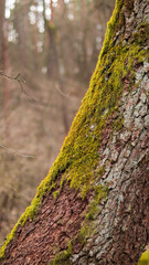 Moss on a tree in a pine forest, outside.