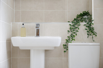 Neutral colour style home interior bathroom and green plant