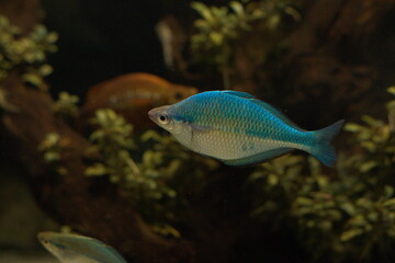 ブルーレインボー