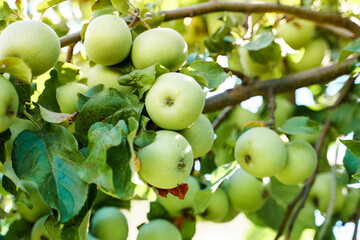 Apples ripen on a tree in the garden in summer