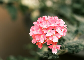 春に庭に咲く花