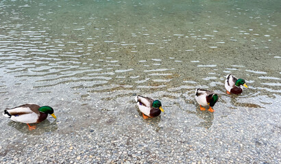 A flock of ducks swims in a clear mountain lake