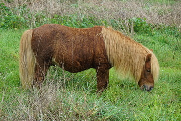 Poney à Nazaré au Portugal