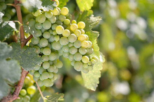 White grapes on vine close-up against blurred vines background.