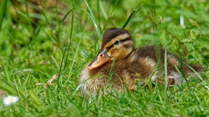 Entenküken im Gras genießen die Sonne
