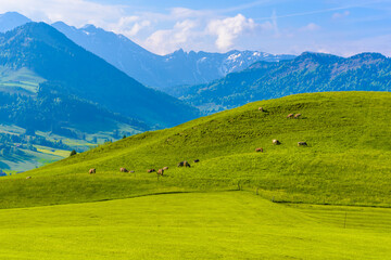 Fototapeta premium Green fields with blue sky, Schoenengrund, Hinterland, Appenzell Ausserrhoden Switzerland