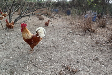  beautiful cock is looking for something to eat