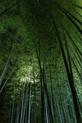 日本　京都府京都市にある高台寺のライトアップされた竹林