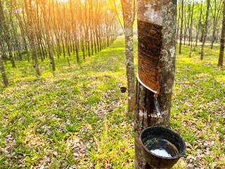Rubber Plantation cut for natural latex on rubber tree on field agriculture area with natural latex row of tree - 582716432