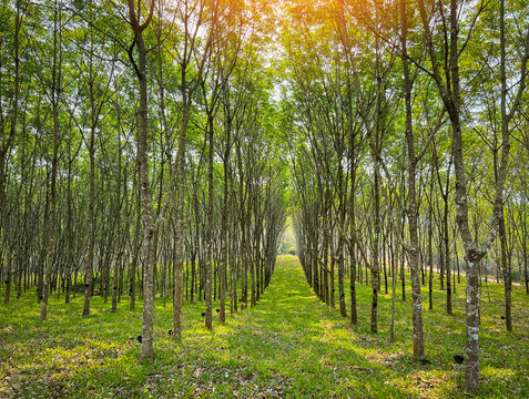 rubber plantation with rubber tree forest in agriculture of asia for natural latex row of tree