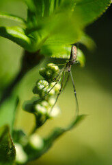 Long-jawed Orb-web spider (Paper spider), walking around the blossom of Deutzia gracilis small tree (Close up macro photography)