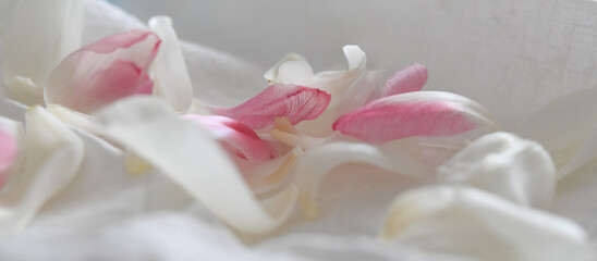 Fototapeta na wymiar Pink and white tulip petals on white linen