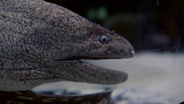 Big fish in a menacing aquarium. Portrait moray eel in the aquarium