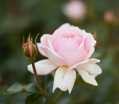 blooming rose rose flower buds in the garden
