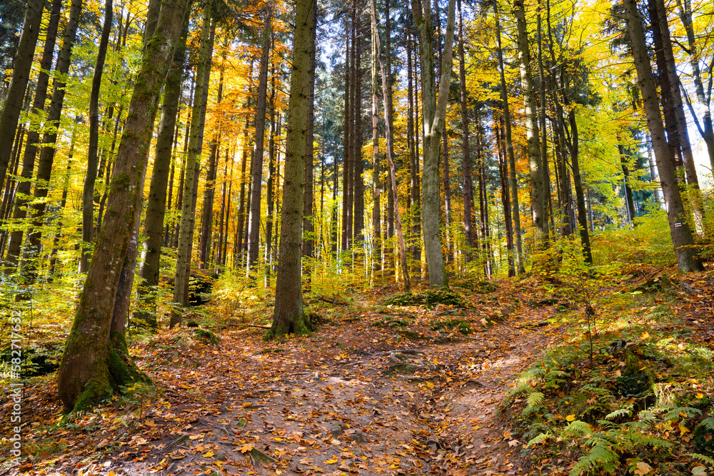 Wall mural autumn forest