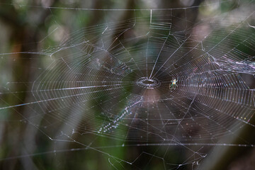 Orchard Spider weaving web