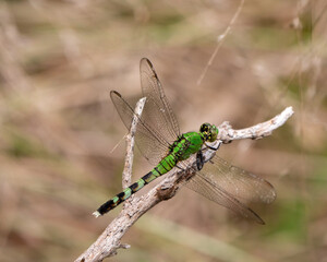 Female Eastern pondhawk Skimmer