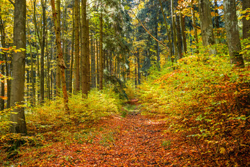 Fototapeta premium Autumn forest landscape