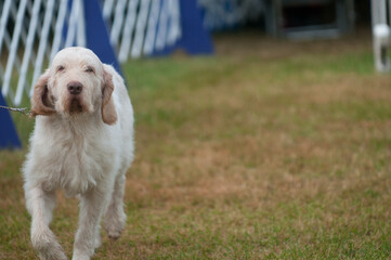 Spinone Italiano walking in dog show ring