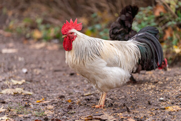 Portrait of Colorful Rooster in the Farm. Autumn leaves in Foreground and Blurry Background. Red Jungle Fowl, Natural Light During the Day. Portrait. Rooster Going to Crow.
