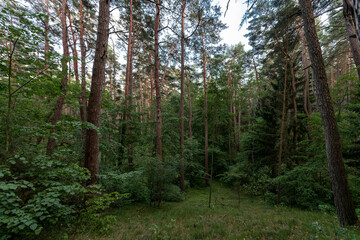 Fototapeta premium Morning Sunlight in Pinewood Forest. Lithuania
