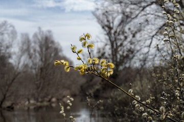 Blur Willow Catkins in Early Spring