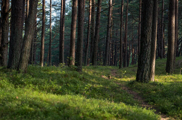 Fototapeta premium Morning Sunlight in Pinewood Forest. Trail, Forest Path in Background. Beautiful Morning Landscape View. Lithuania