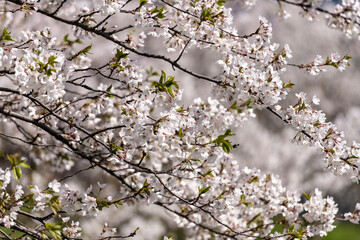 Blooming Sakura Tree in Spring. Blurry Background.