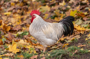 Portrait of Colorful Rooster in the Farm. Autumn leaves in Foreground and Blurry Background. Red Jungle Fowl, Natural Light During the Day. Portrait. Rooster Going to Crow.