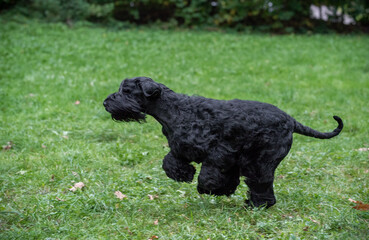 The Giant Schnauzer breed dog Running on the grass. Also known as Riesenschnauzer.