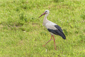 Stork is Walking on the grass in rural area. Green Grass in Background.