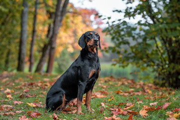 Lithuanian Hound Dog sitting. Autumn leaves in Background.