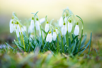 First snowdrops macro