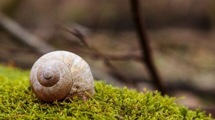 The shell lies on the moss