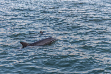 Dolphin in Clearwater, Florida, USA. Sunset time.